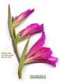 Gladiolus italicus (Field Gladiolus) - CLICK TO ENLARGE PHOTO