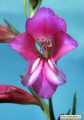 Gladiolus italicus (Field Gladiolus) - CLICK TO ENLARGE PHOTO