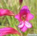 Gladiolus italicus (Field Gladiolus) - CLICK TO ENLARGE PHOTO