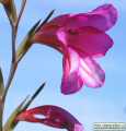 Gladiolus italicus (Field Gladiolus) - CLICK TO ENLARGE PHOTO
