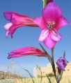 Gladiolus italicus (Field Gladiolus) - CLICK TO ENLARGE PHOTO