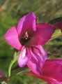 Gladiolus italicus (Field Gladiolus) - CLICK TO ENLARGE PHOTO