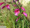 Gladiolus italicus (Field Gladiolus) - CLICK TO ENLARGE PHOTO