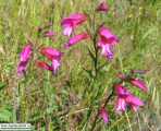 Gladiolus italicus (Field Gladiolus) - CLICK TO ENLARGE PHOTO
