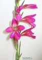 Gladiolus italicus (Field Gladiolus) - CLICK TO ENLARGE PHOTO
