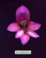 Gladiolus italicus (Field Gladiolus) - CLICK TO ENLARGE PHOTO