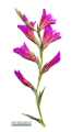 Gladiolus italicus (Field Gladiolus) - CLICK TO ENLARGE PHOTO