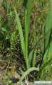 Gladiolus italicus (Field Gladiolus) - CLICK TO ENLARGE PHOTO