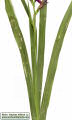 Gladiolus italicus (Field Gladiolus) - CLICK TO ENLARGE PHOTO