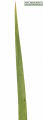 Gladiolus italicus (Field Gladiolus) - CLICK TO ENLARGE PHOTO
