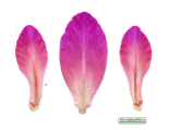 Gladiolus italicus (Field Gladiolus) - CLICK TO ENLARGE PHOTO