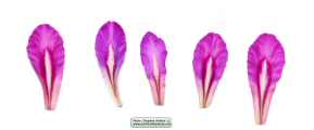 Gladiolus italicus (Field Gladiolus) - CLICK TO ENLARGE PHOTO