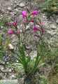 Gladiolus italicus (Field Gladiolus) - CLICK TO ENLARGE PHOTO