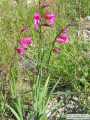 Gladiolus italicus (Field Gladiolus) - CLICK TO ENLARGE PHOTO