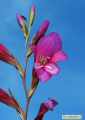 Gladiolus italicus (Field Gladiolus) - CLICK TO ENLARGE PHOTO