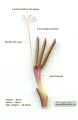 Gladiolus italicus (Field Gladiolus) - CLICK TO ENLARGE PHOTO