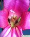 Gladiolus italicus (Field Gladiolus) - CLICK TO ENLARGE PHOTO