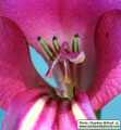 Gladiolus italicus (Field Gladiolus) - CLICK TO ENLARGE PHOTO