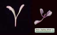 Gladiolus italicus (Field Gladiolus) - CLICK TO ENLARGE PHOTO