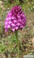 Anacamptis pyramidalis (Pyramidal Orchid) - CLICK TO ENLARGE PHOTO