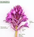 Anacamptis pyramidalis (Pyramidal Orchid) - CLICK TO ENLARGE PHOTO