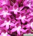 Anacamptis pyramidalis (Pyramidal Orchid) - CLICK TO ENLARGE PHOTO