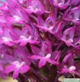 Anacamptis pyramidalis (Pyramidal Orchid) - CLICK TO ENLARGE PHOTO