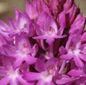 Anacamptis pyramidalis (Pyramidal Orchid) - CLICK TO ENLARGE PHOTO
