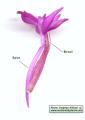 Anacamptis pyramidalis (Pyramidal Orchid) - CLICK TO ENLARGE PHOTO