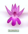 Anacamptis pyramidalis (Pyramidal Orchid) - CLICK TO ENLARGE PHOTO