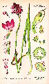 Anacamptis pyramidalis (Pyramidal Orchid) - CLICK TO ENLARGE PHOTO