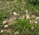 Anacamptis pyramidalis (Pyramidal Orchid) - CLICK TO ENLARGE PHOTO