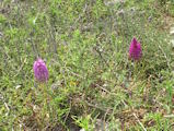 Anacamptis pyramidalis (Pyramidal Orchid) - CLICK TO ENLARGE PHOTO