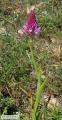 Anacamptis pyramidalis (Pyramidal Orchid) - CLICK TO ENLARGE PHOTO