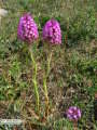 Anacamptis pyramidalis (Pyramidal Orchid) - CLICK TO ENLARGE PHOTO
