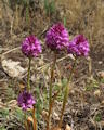 Anacamptis pyramidalis (Pyramidal Orchid) - CLICK TO ENLARGE PHOTO