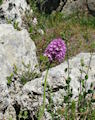 Anacamptis pyramidalis (Pyramidal Orchid) - CLICK TO ENLARGE PHOTO