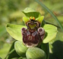 Ophrys bombyliflora (Bumble-Bee Orchid) - CLICK TO ENLARGE PHOTO