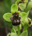 Ophrys bombyliflora (Bumble-Bee Orchid) - CLICK TO ENLARGE PHOTO