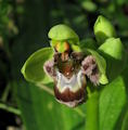 Ophrys bombyliflora (Bumble-Bee Orchid) - CLICK TO ENLARGE PHOTO