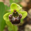 Ophrys bombyliflora (Bumble-Bee Orchid) - CLICK TO ENLARGE PHOTO