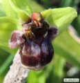 Ophrys bombyliflora (Bumble-Bee Orchid) - CLICK TO ENLARGE PHOTO