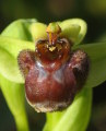 Ophrys bombyliflora (Bumble-Bee Orchid) - CLICK TO ENLARGE PHOTO