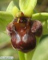 Ophrys bombyliflora (Bumble-Bee Orchid) - CLICK TO ENLARGE PHOTO