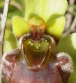 Ophrys bombyliflora (Bumble-Bee Orchid) - CLICK TO ENLARGE PHOTO