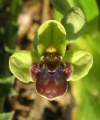 Ophrys bombyliflora (Bumble-Bee Orchid) - CLICK TO ENLARGE PHOTO