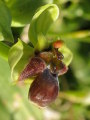 Ophrys bombyliflora (Bumble-Bee Orchid) - CLICK TO ENLARGE PHOTO