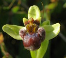 Ophrys bombyliflora (Bumble-Bee Orchid) - CLICK TO ENLARGE PHOTO
