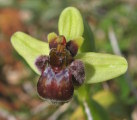 Ophrys bombyliflora (Bumble-Bee Orchid) - CLICK TO ENLARGE PHOTO