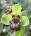 Ophrys bombyliflora (Bumble-Bee Orchid) - CLICK TO ENLARGE PHOTO